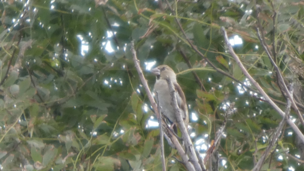 Hawfinch - ML642849854