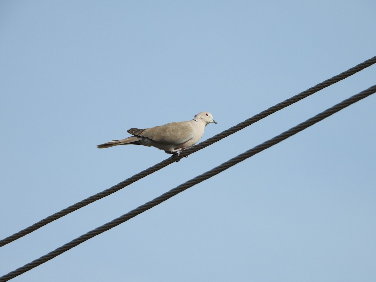 Eurasian Collared-Dove - ML642849855