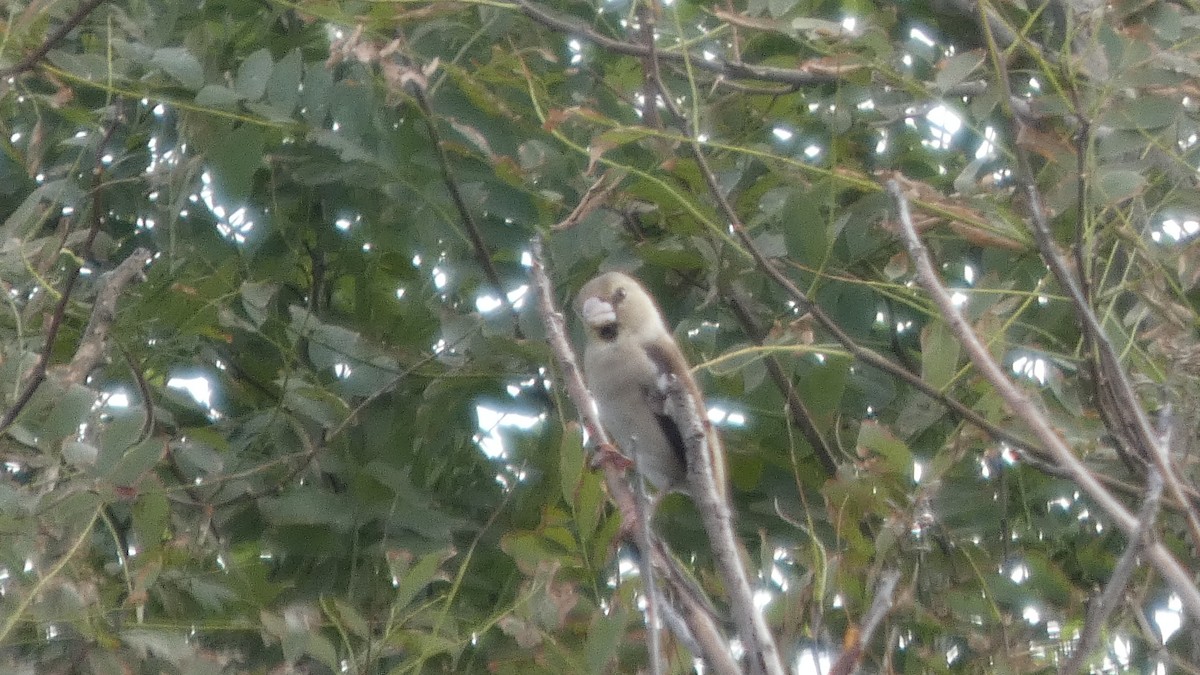 Hawfinch - ML642849856