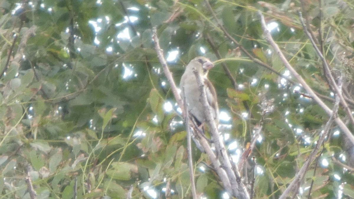 Hawfinch - ML642849857