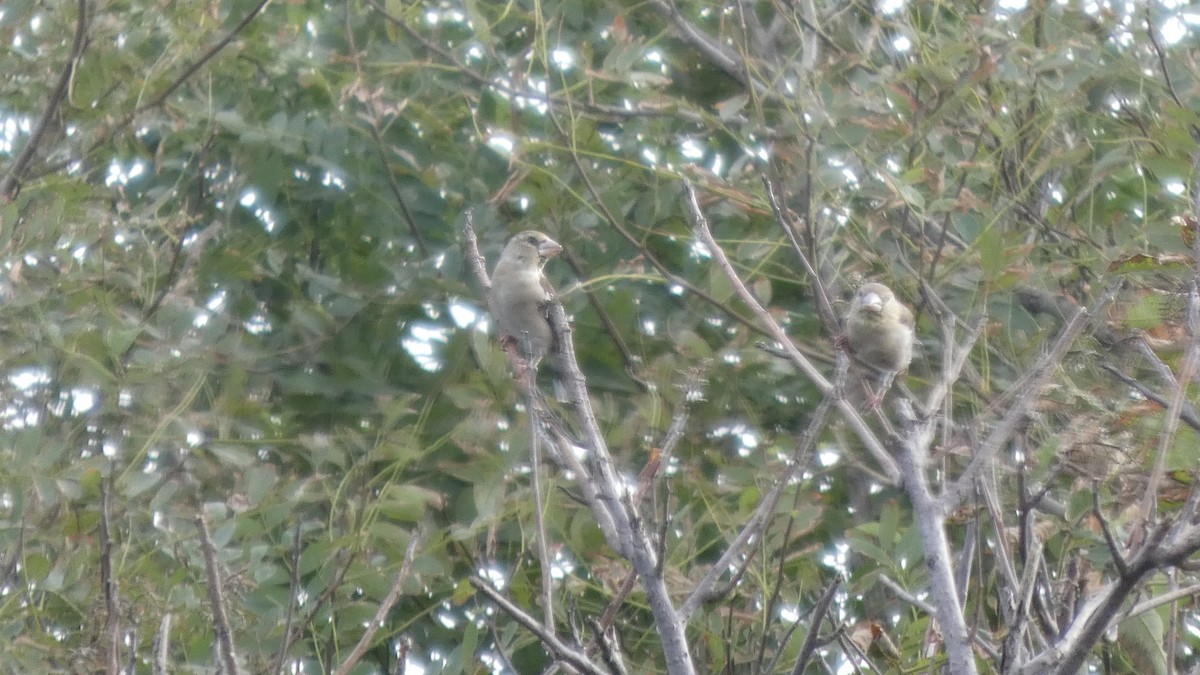 Hawfinch - ML642849858