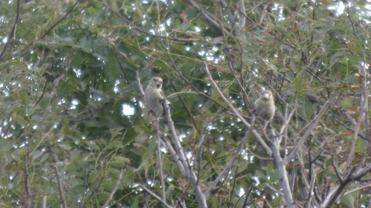 Hawfinch - ML642849859