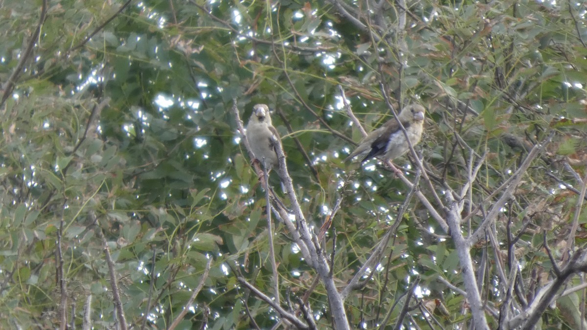 Hawfinch - ML642849860