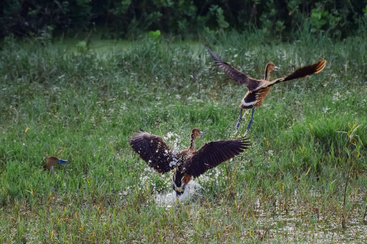 Fulvous Whistling-Duck - ML642849917