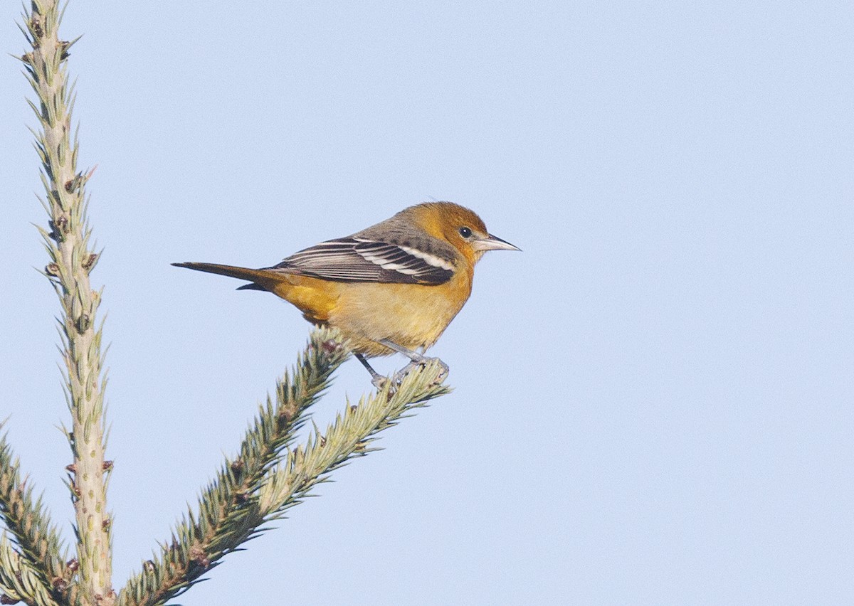 Baltimore Oriole - ML642849918