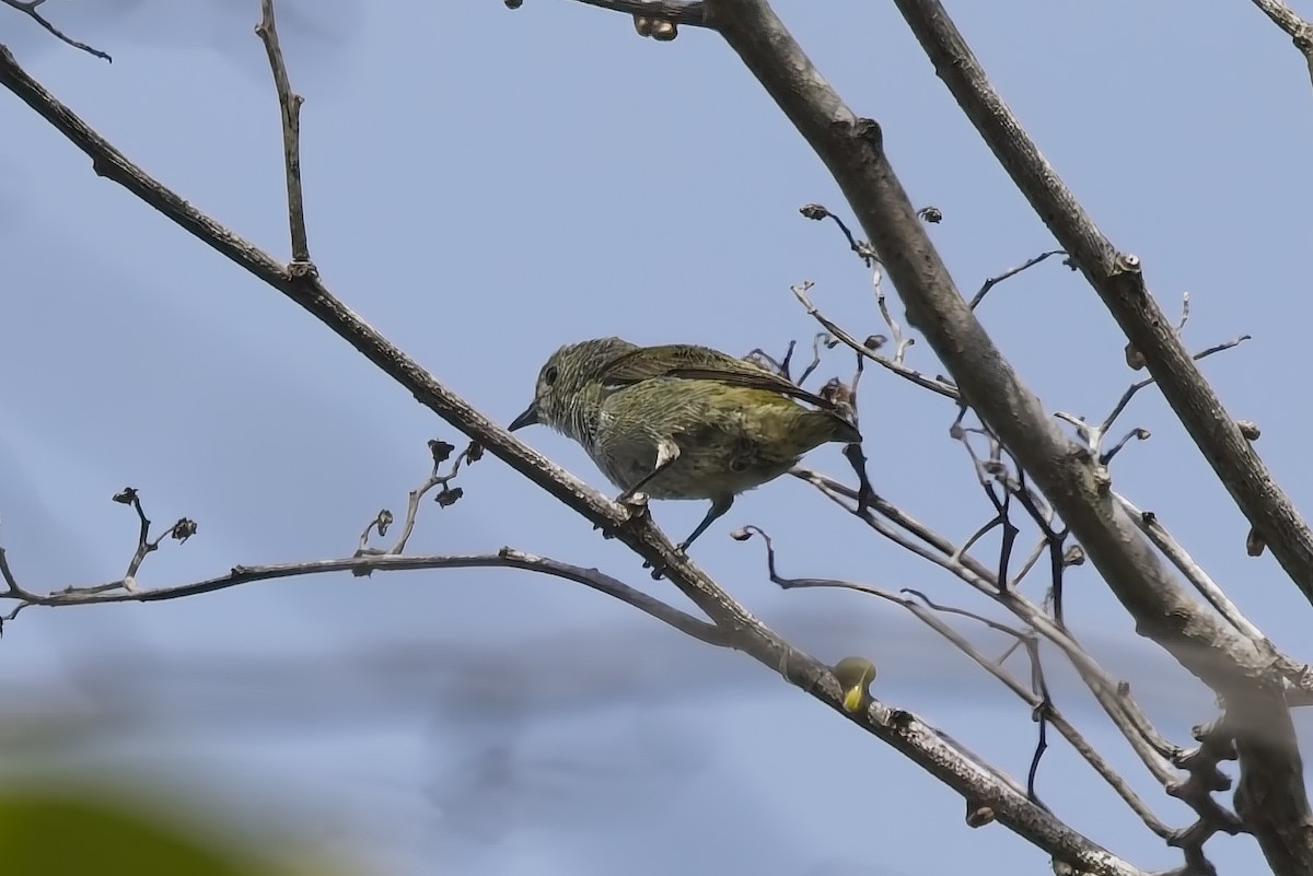 Plain Flowerpecker - ML642849919