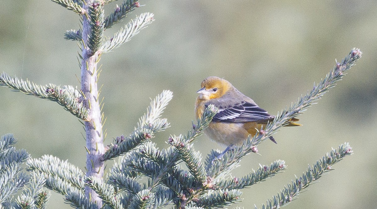 Baltimore Oriole - ML642849920