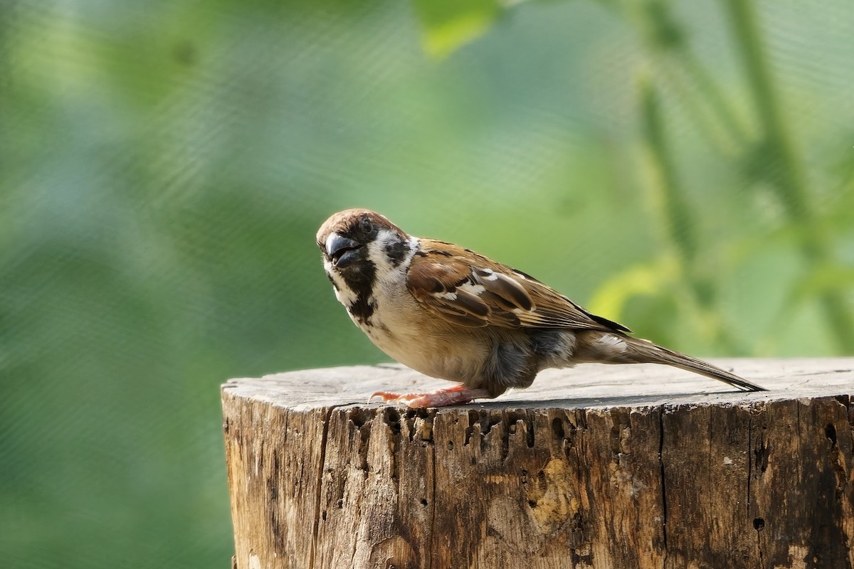 Eurasian Tree Sparrow - ML642849921