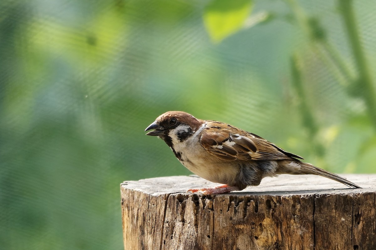Eurasian Tree Sparrow - ML642849922