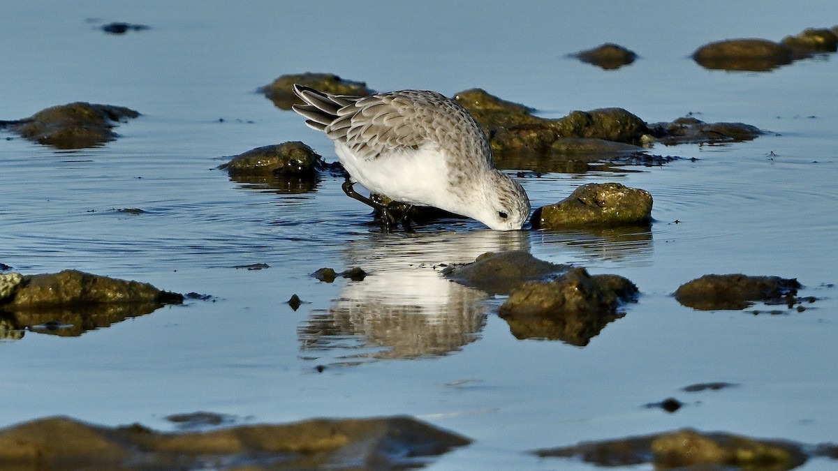 Sanderling - ML642849923