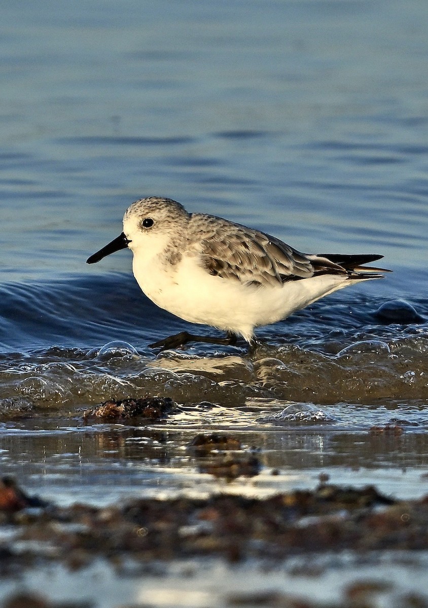 Sanderling - ML642849924
