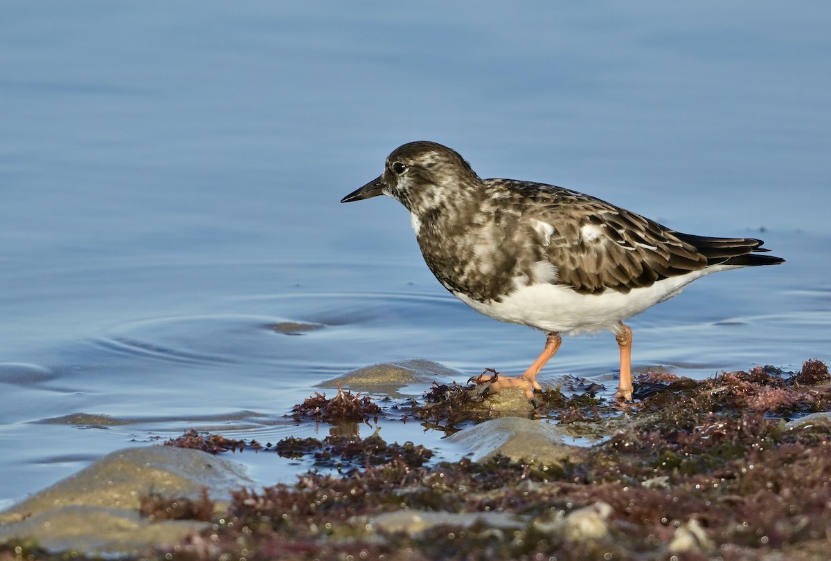Ruddy Turnstone - ML642849926