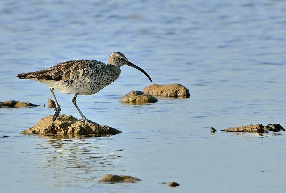 Whimbrel - ML642849927