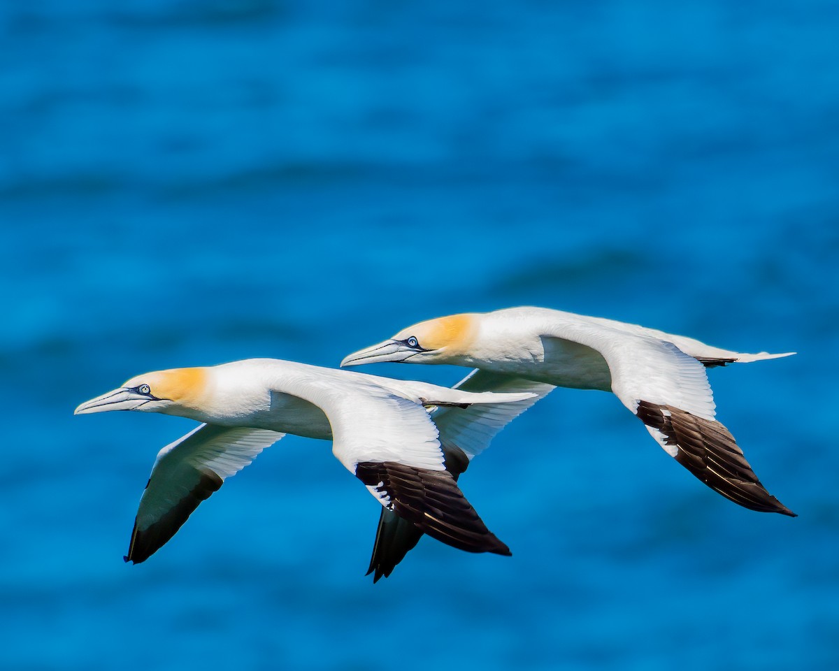 Northern Gannet - ML642849928