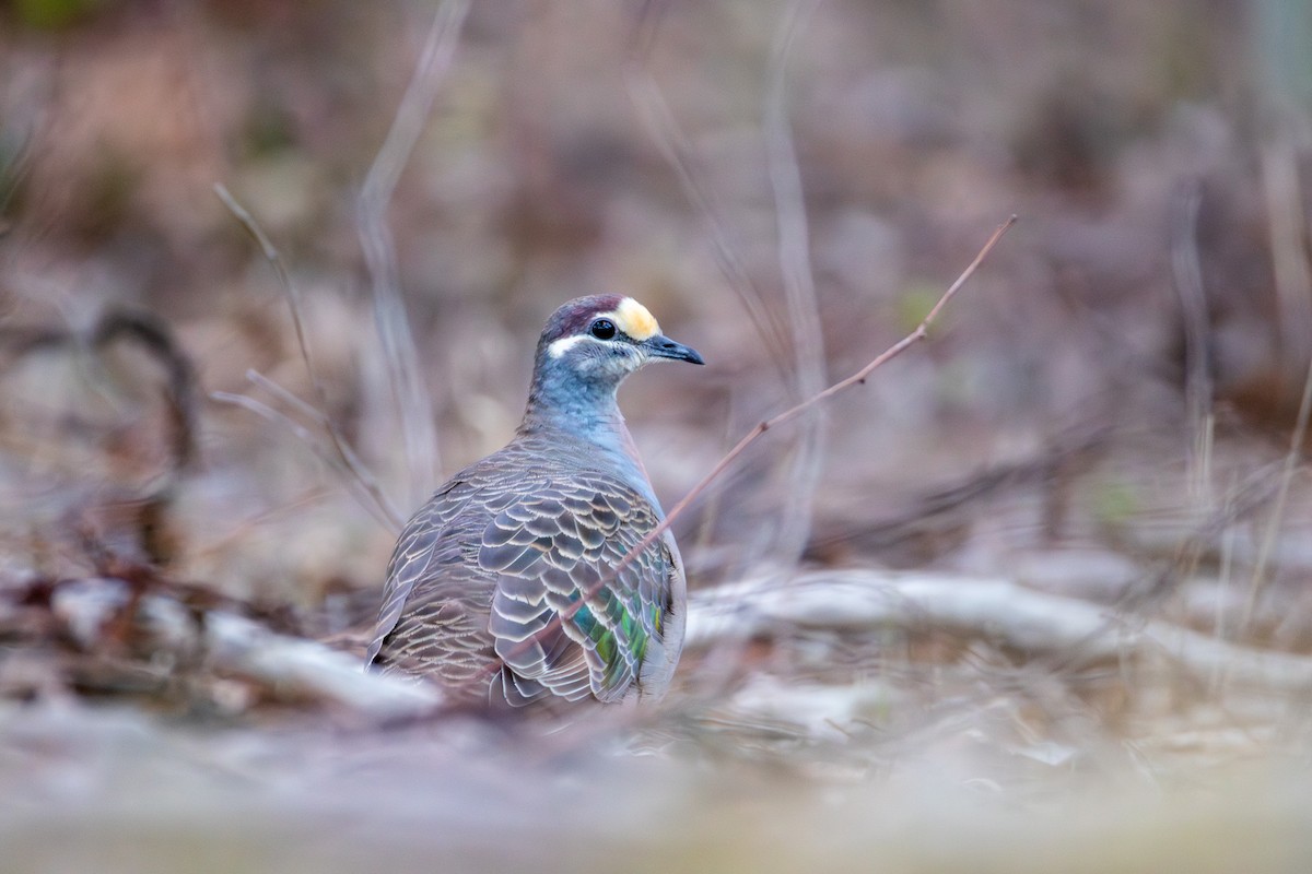 Common Bronzewing - ML642849929