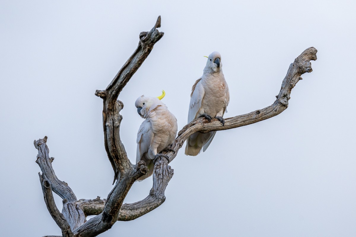 Sulphur-crested Cockatoo - ML642849930