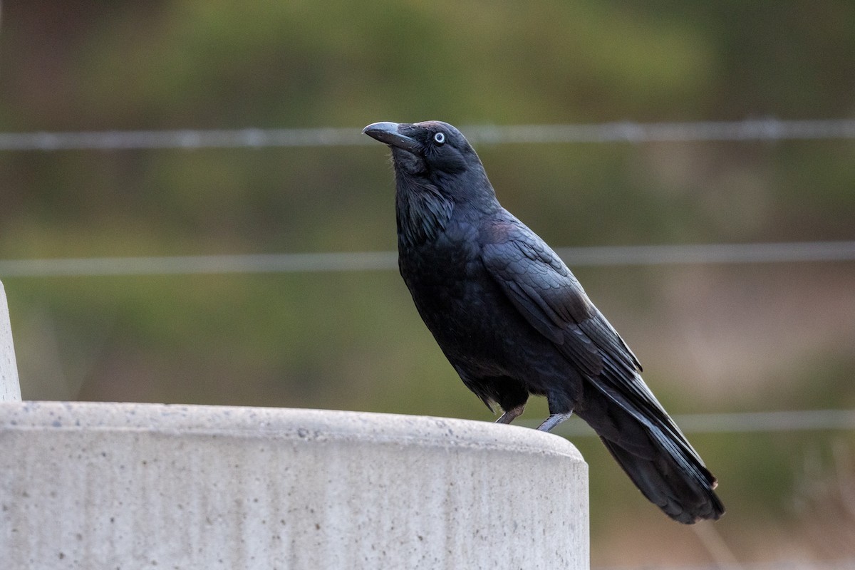 Australian Raven - ML642849931