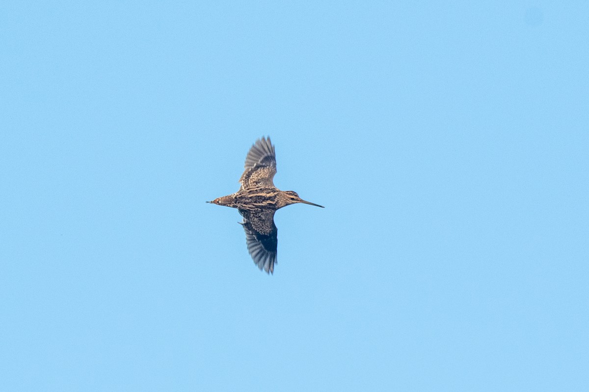 Pin-tailed Snipe - ML642849937