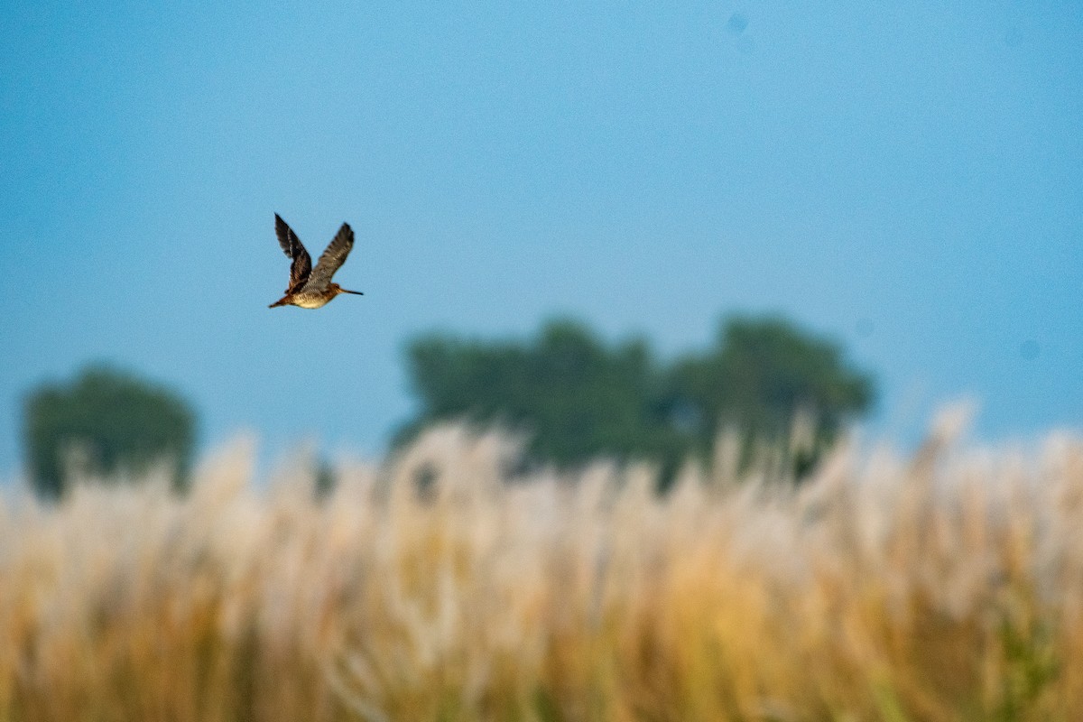 Pin-tailed Snipe - ML642849938