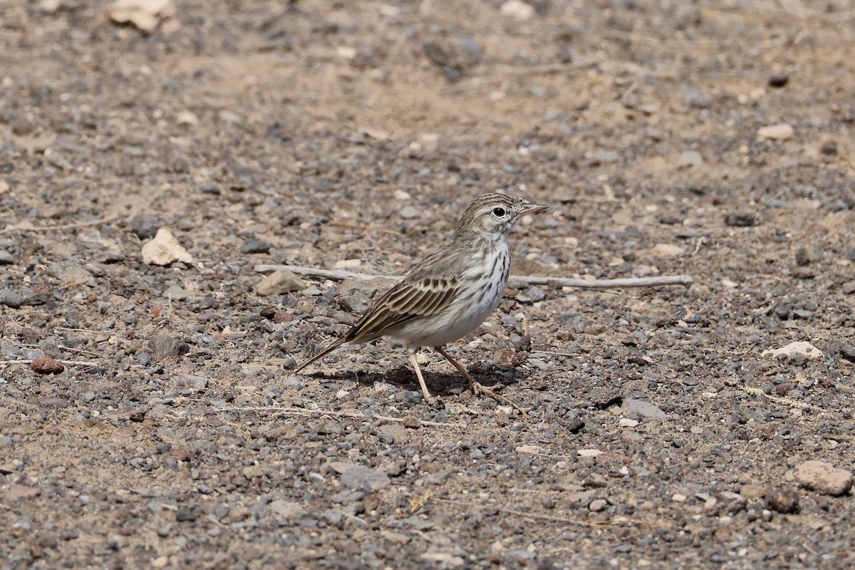 Pipit de Berthelot - ML642849960