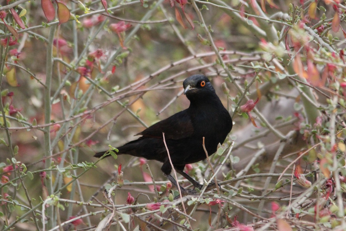 Pale-winged Starling - ML642849968