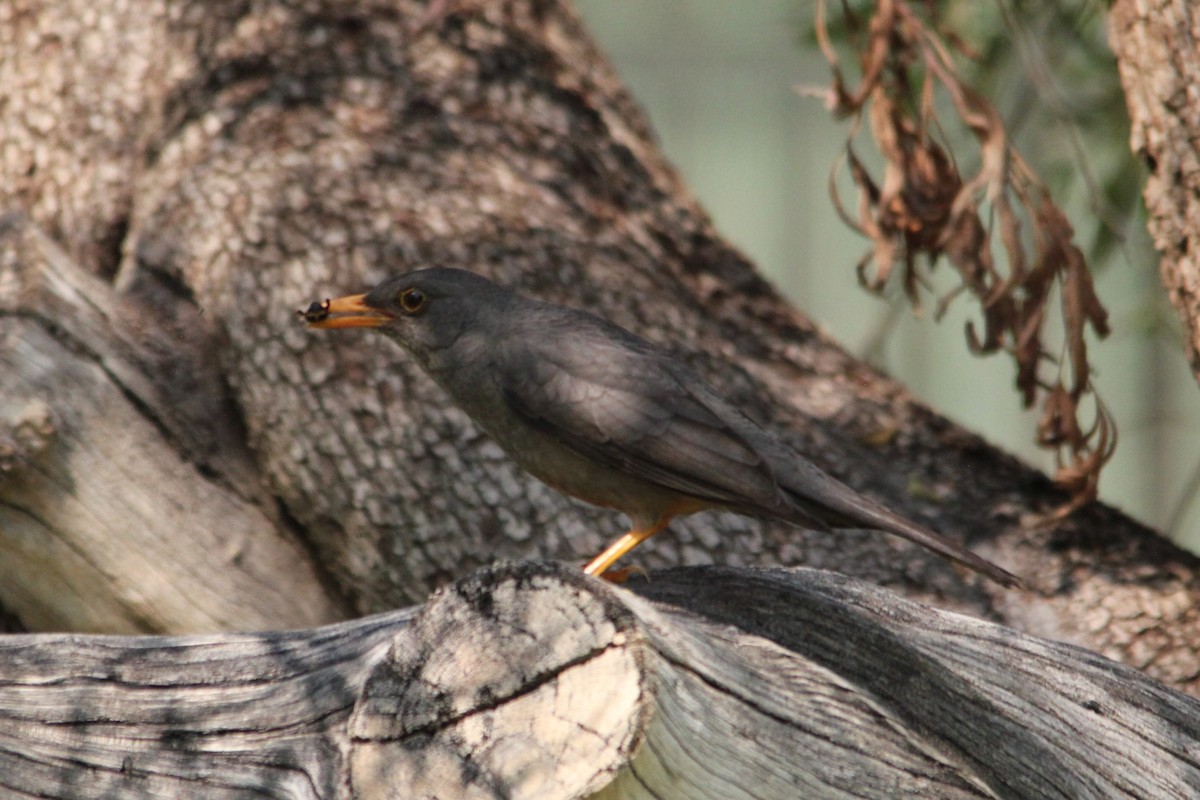 Karoo Thrush - ML642849972