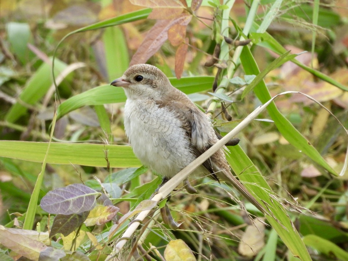 Red-backed Shrike - ML642849973