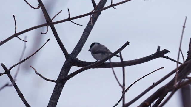 løvmeis - ML642849977