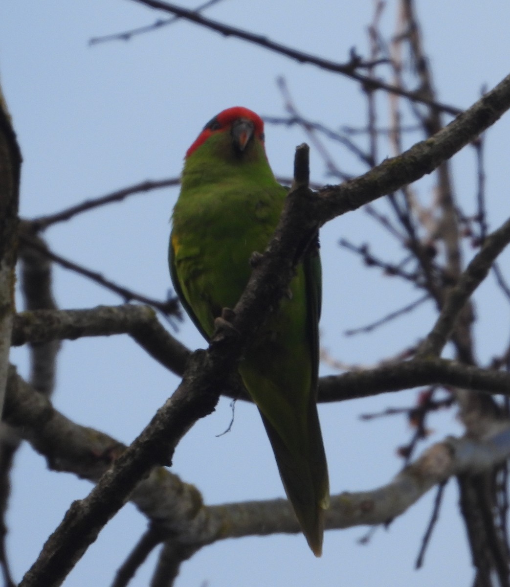 Musk Lorikeet - ML642849979