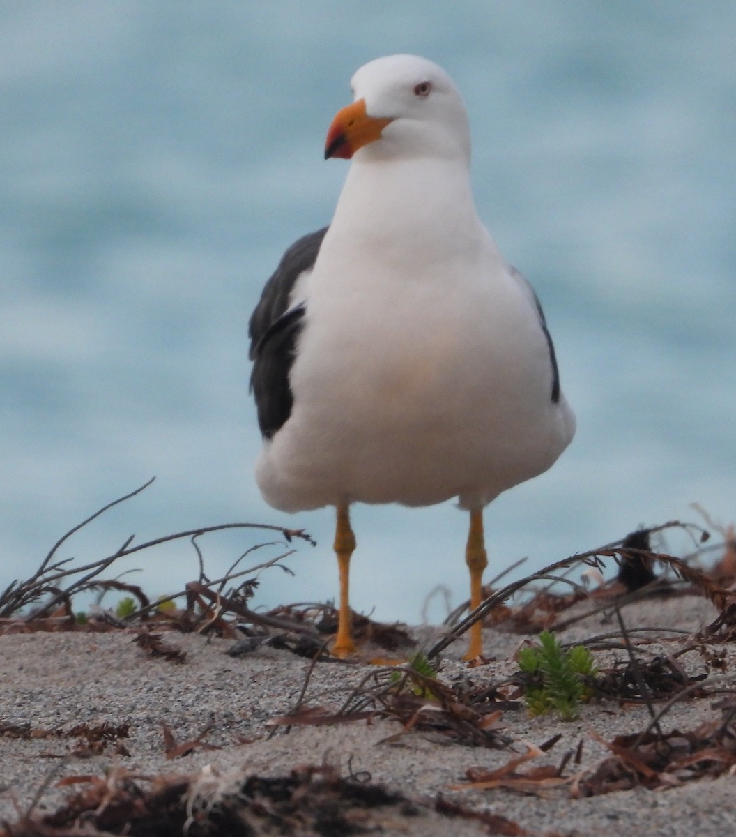 Pacific Gull - ML642849983