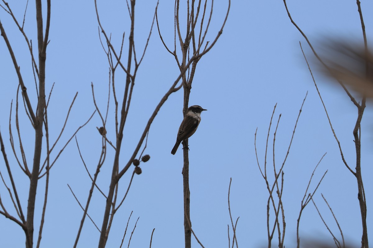 Fuerteventura Stonechat - ML642849984