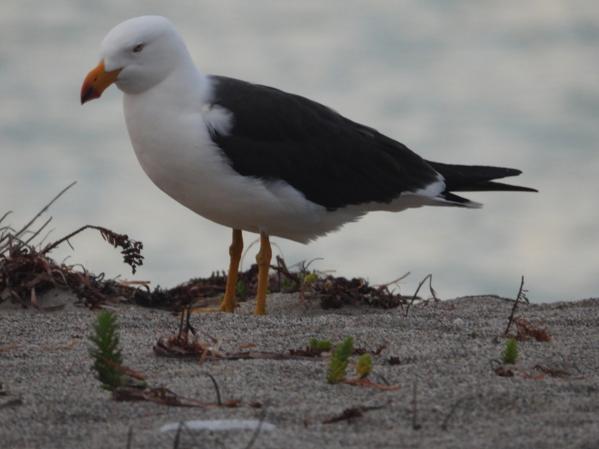 Pacific Gull - ML642849986