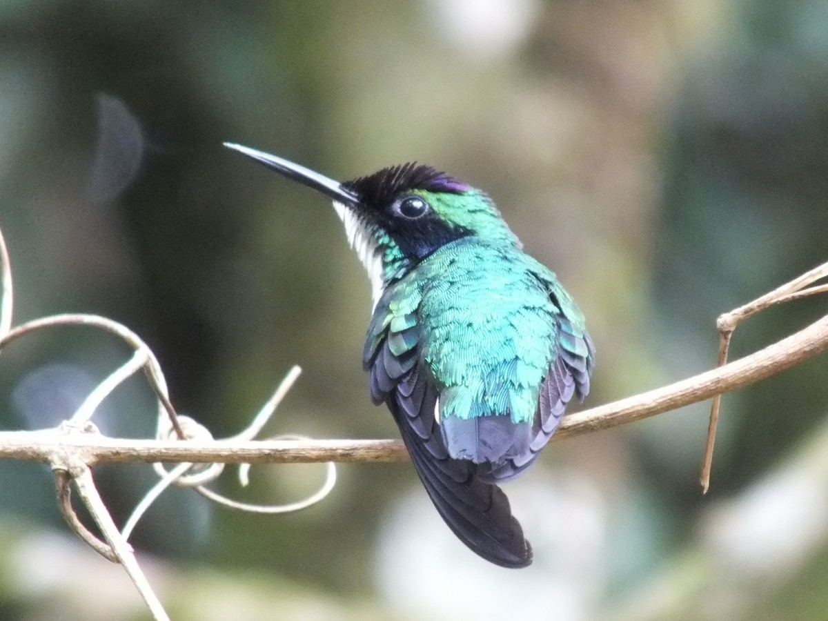 Purple-crowned Fairy - ML642849988
