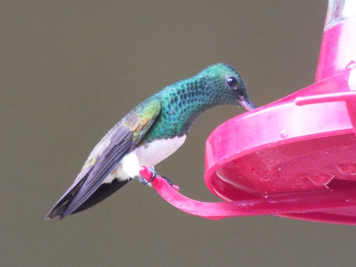 Snowy-bellied Hummingbird - ML642849989