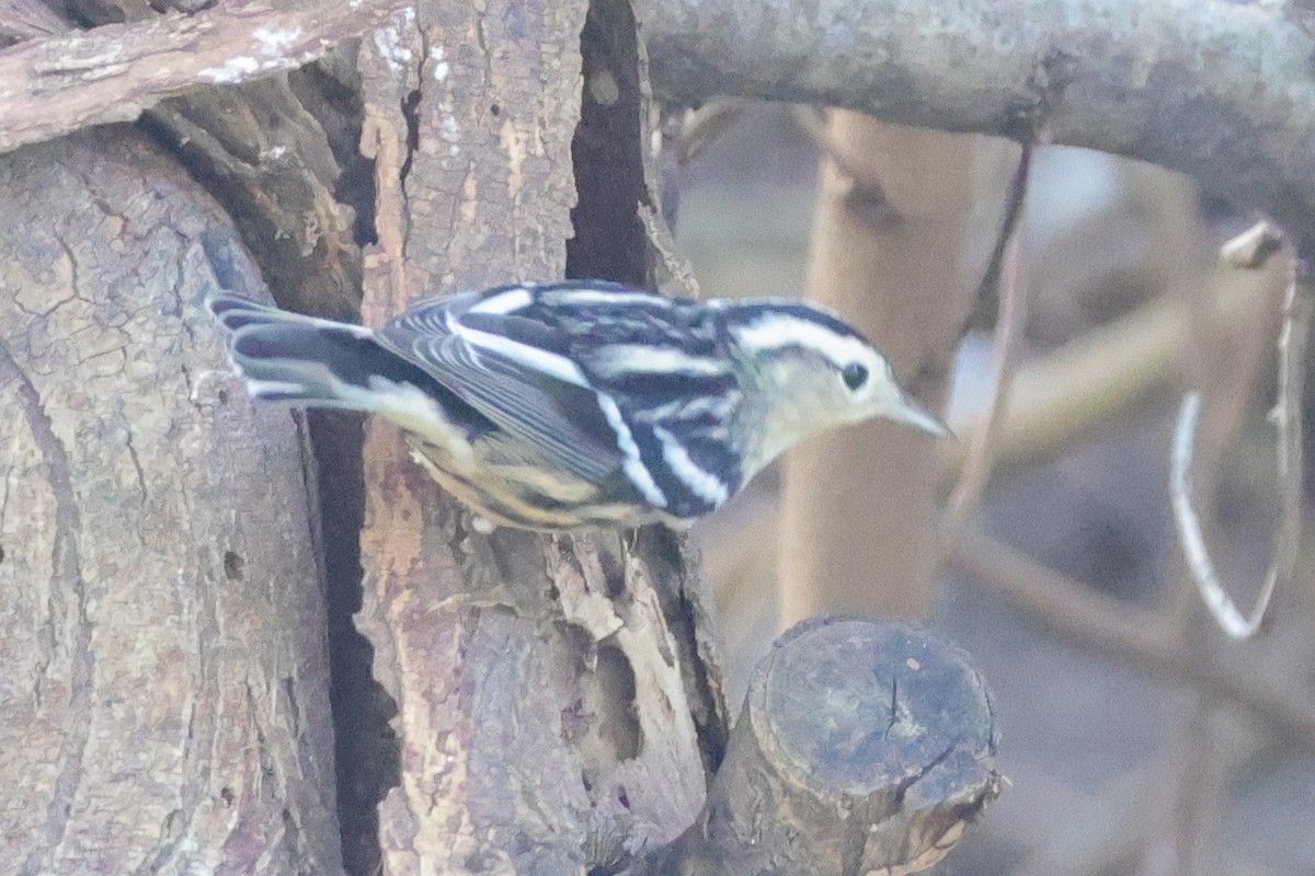 Black-and-white Warbler - ML642849992