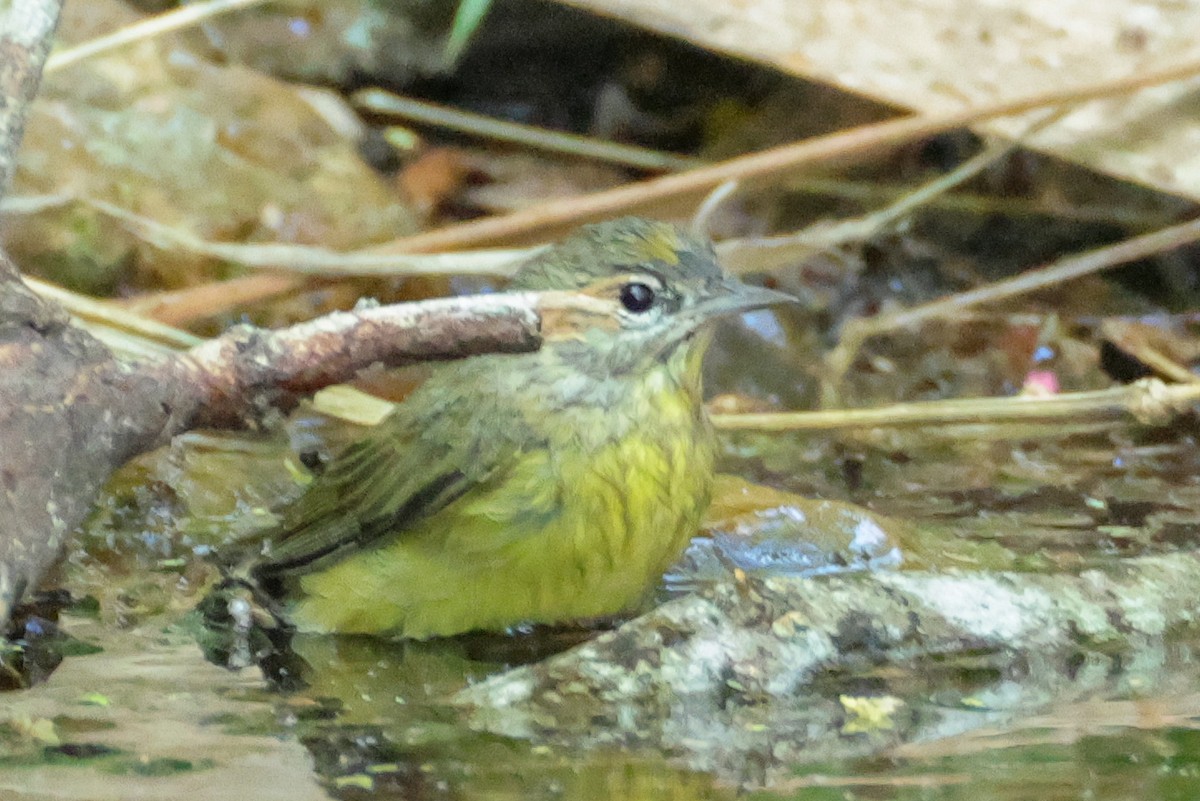 Orange-crowned Warbler - ML642849993