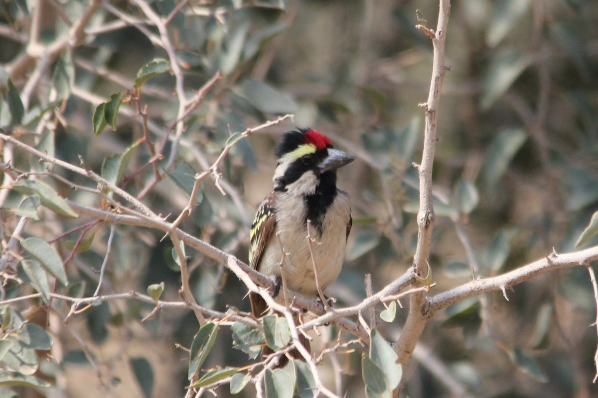 Pied Barbet - ML642849995