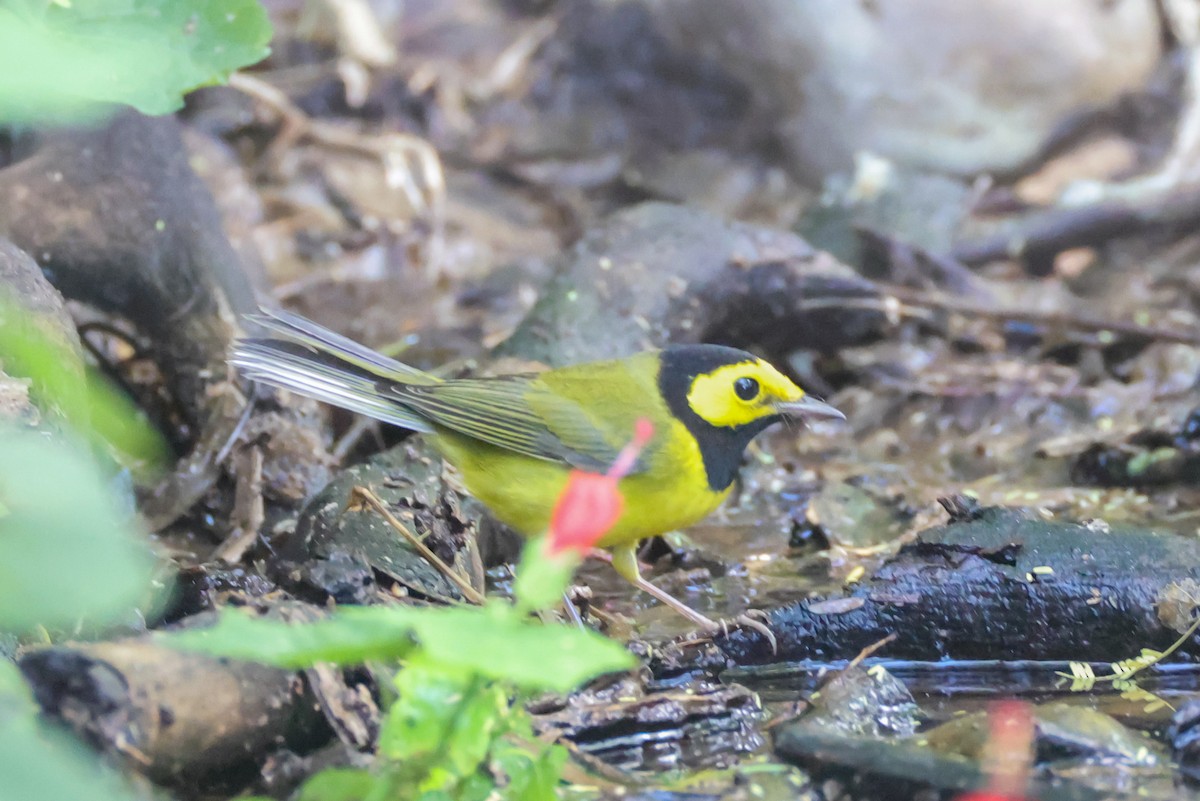 Hooded Warbler - ML642849997