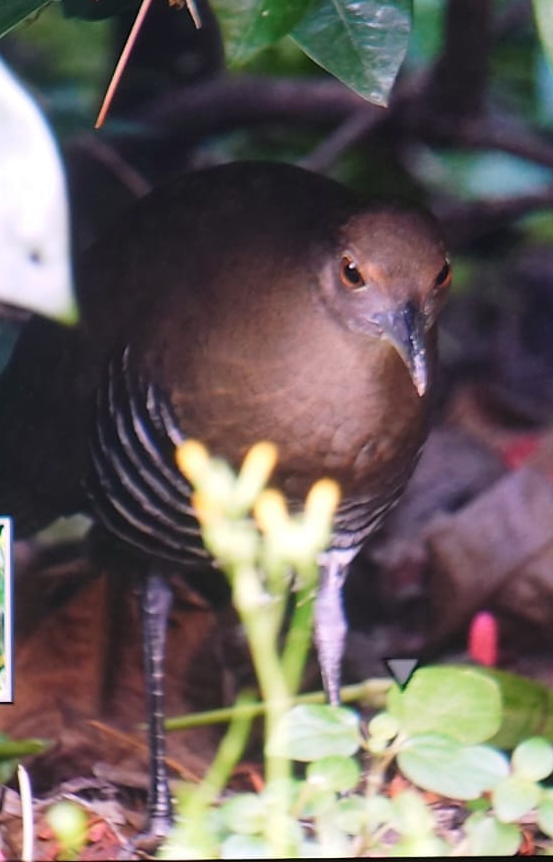 Slaty-legged Crake - ML642849999
