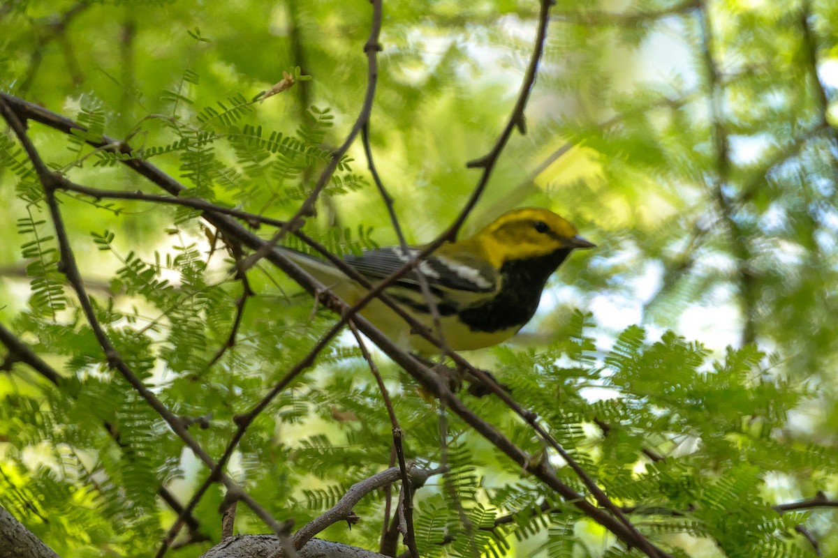 Black-throated Green Warbler - ML642850002