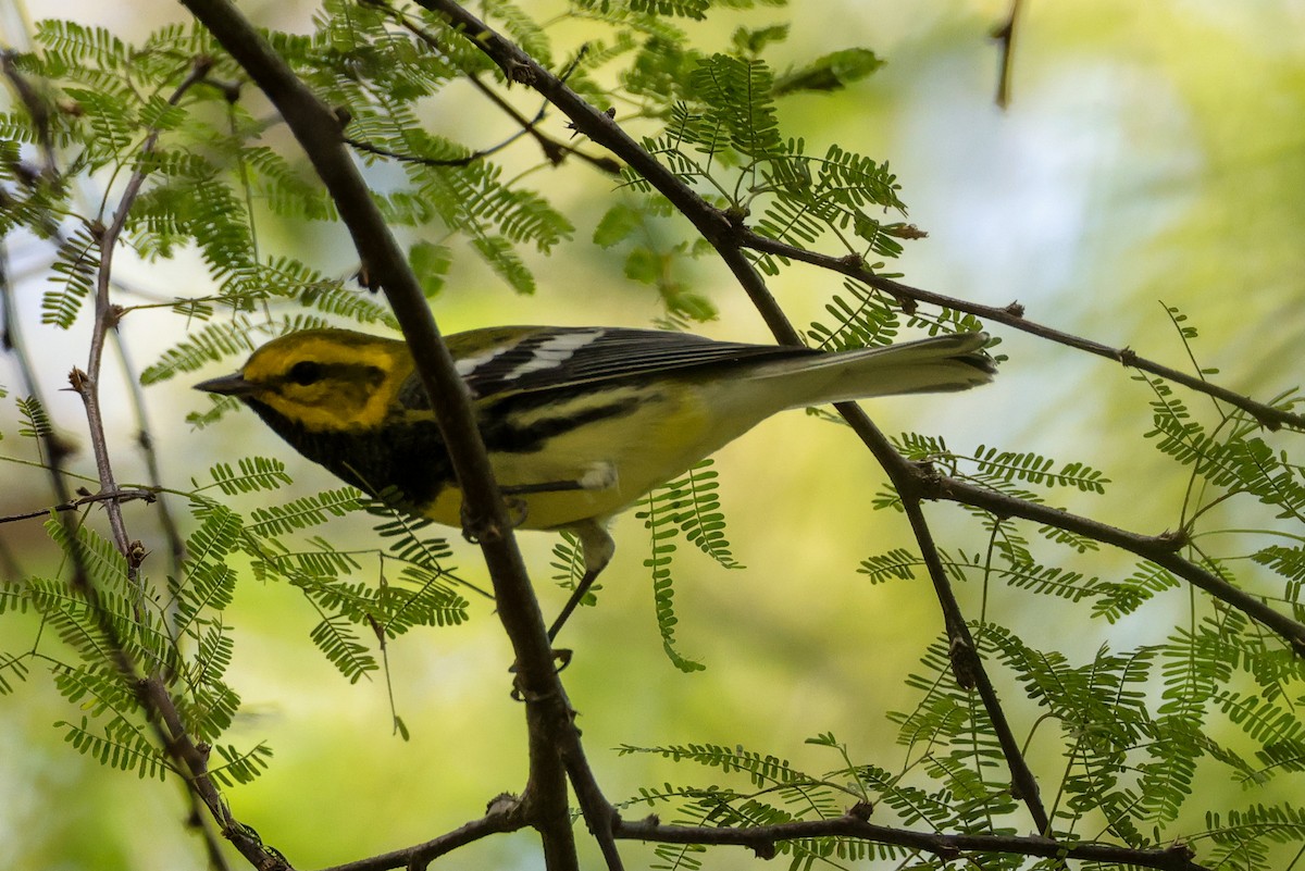 Black-throated Green Warbler - ML642850003