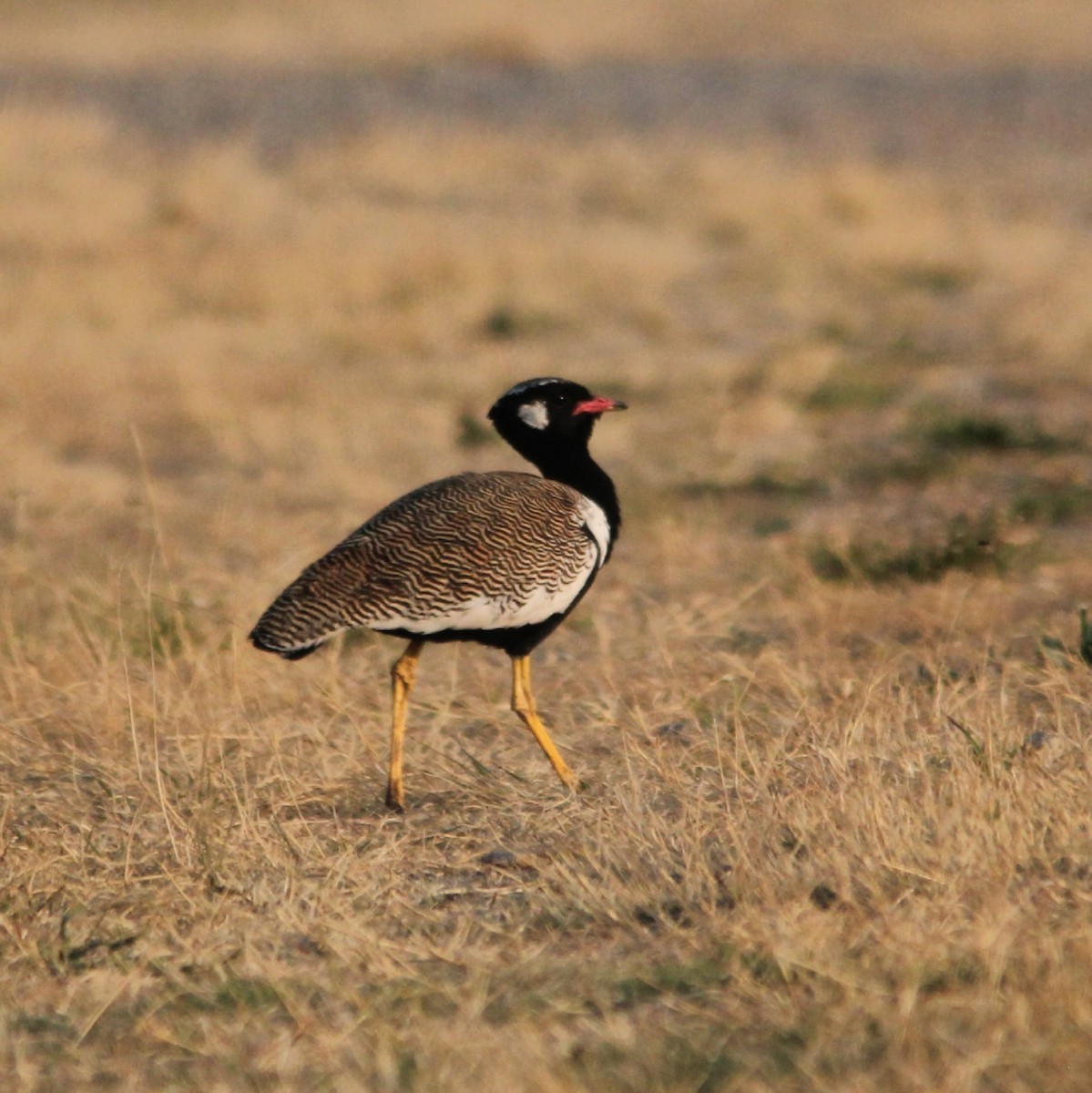White-quilled Bustard - ML642850004
