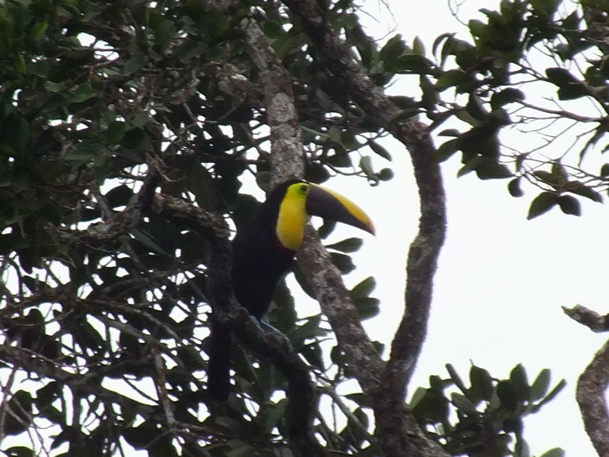Yellow-throated Toucan - ML642850007