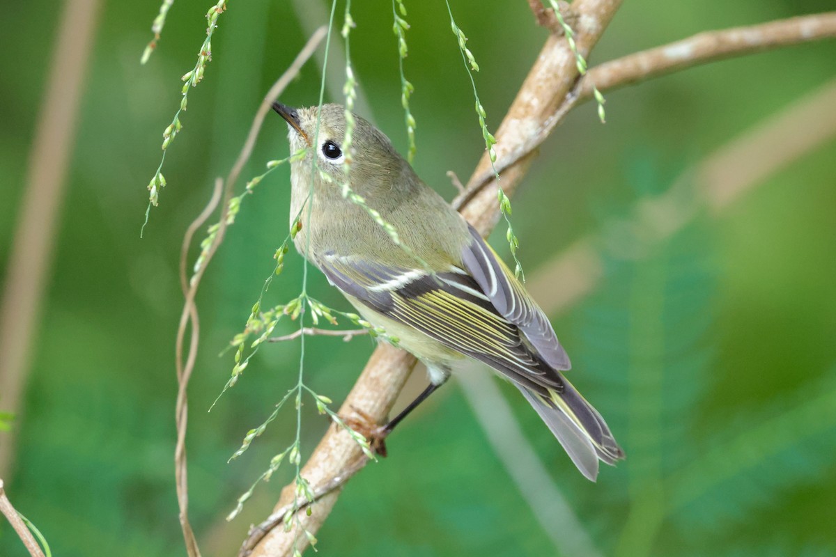 Ruby-crowned Kinglet - ML642850008