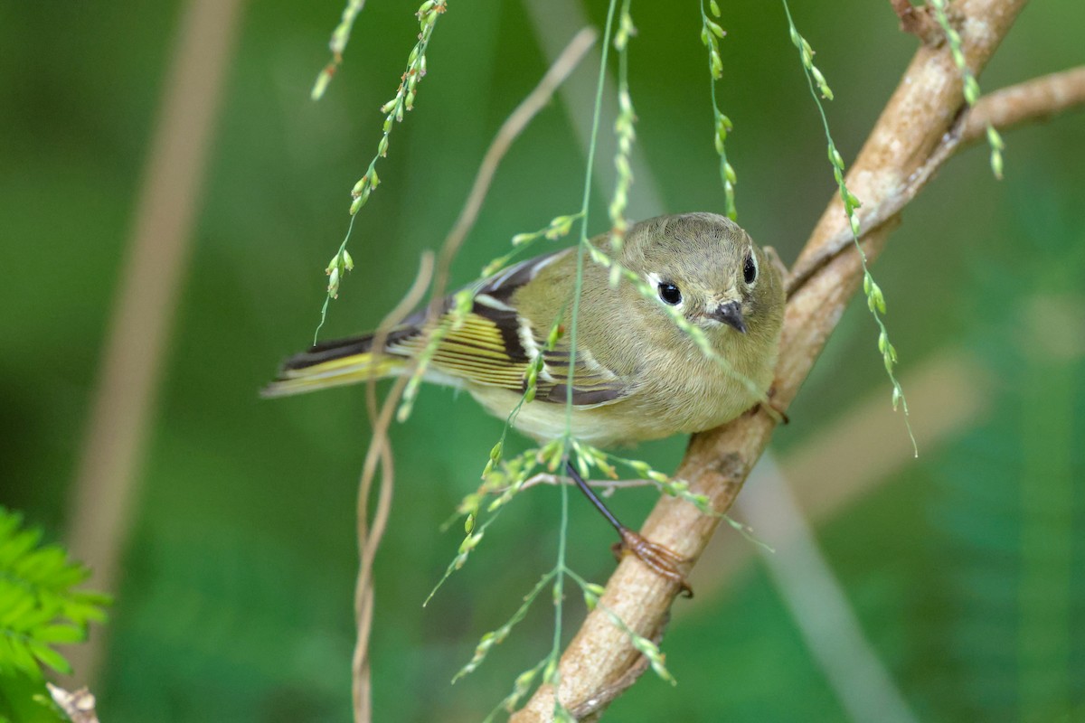 Ruby-crowned Kinglet - ML642850009