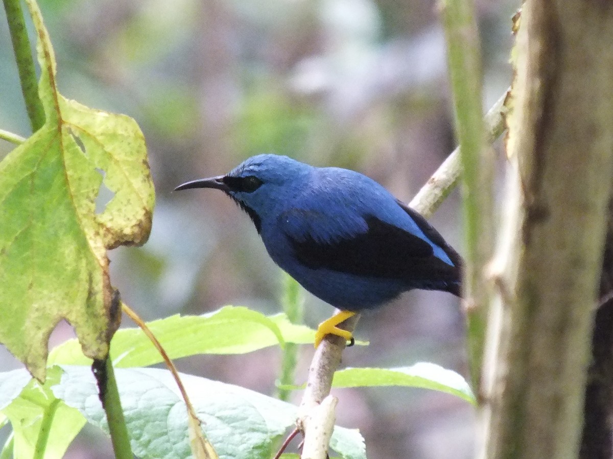 Shining Honeycreeper - ML642850010