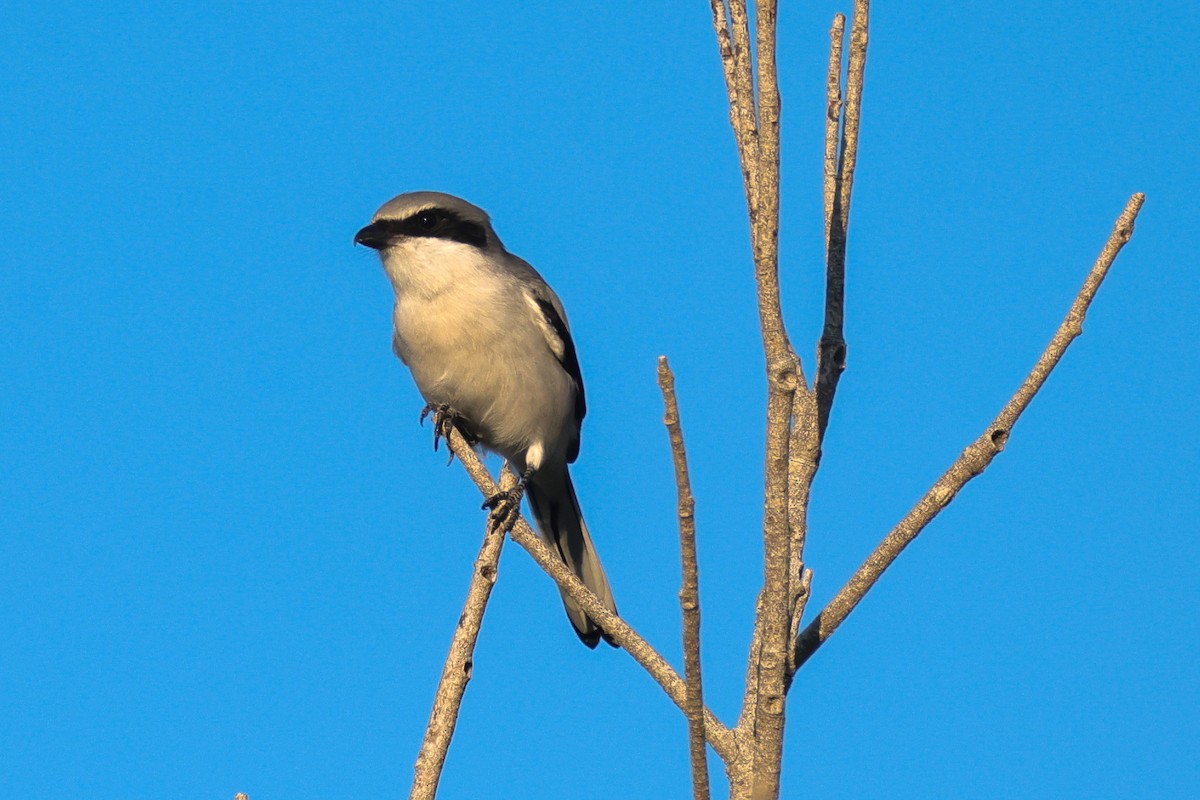 Loggerhead Shrike - ML642850012