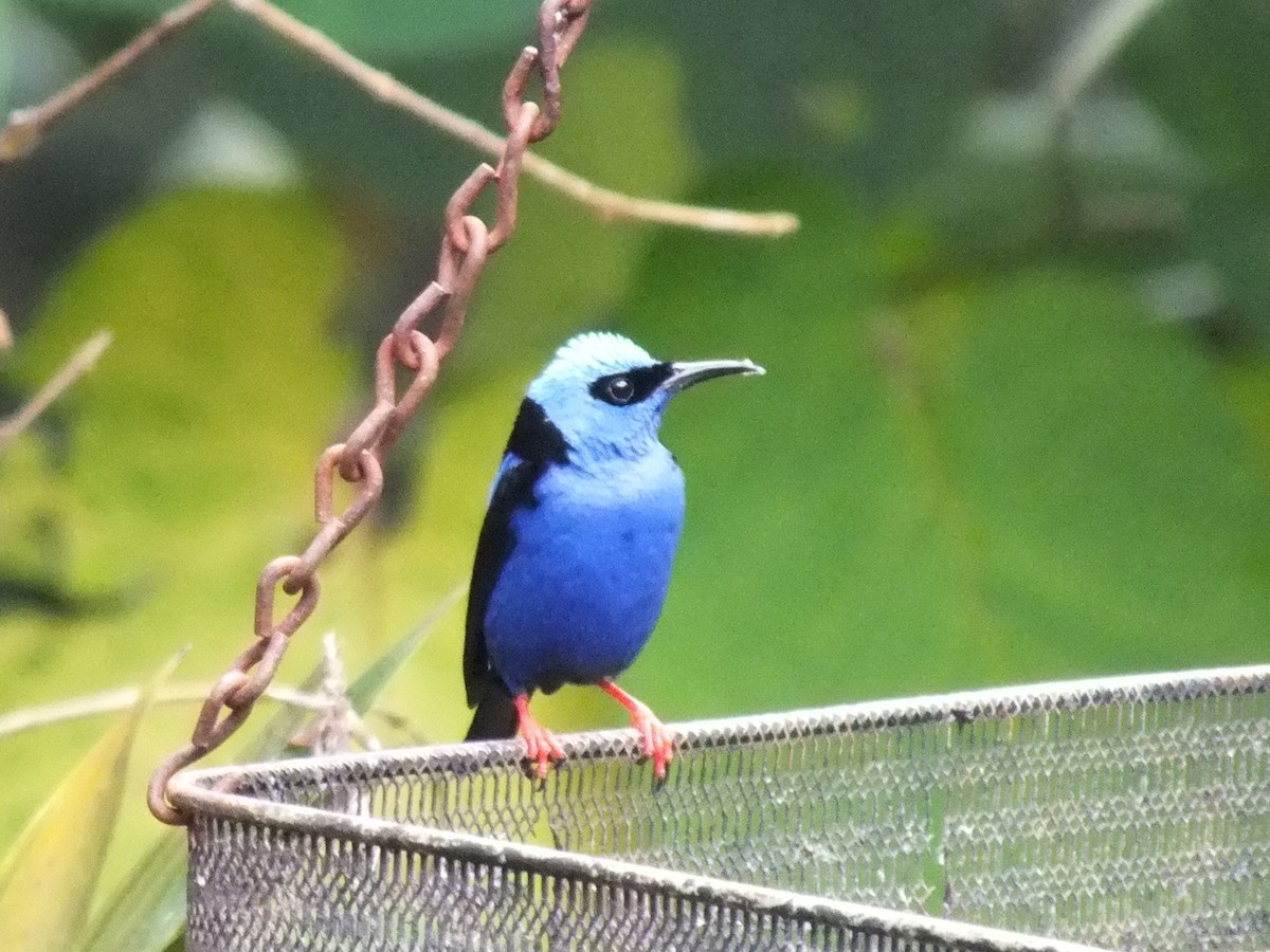 Red-legged Honeycreeper - ML642850013