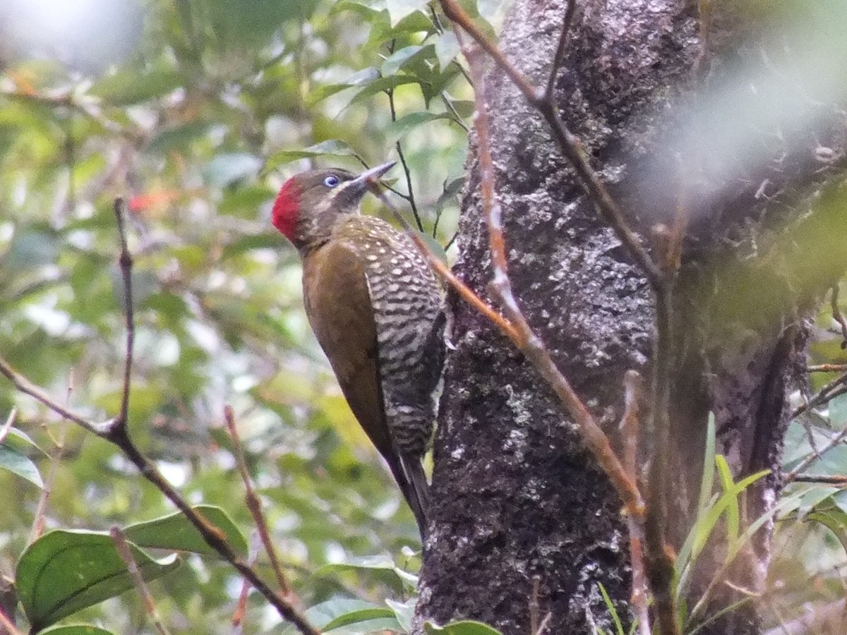 Stripe-cheeked Woodpecker - ML642850014