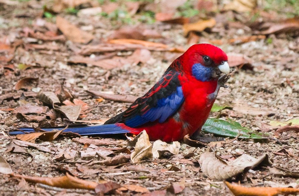 Crimson Rosella - ML642850016